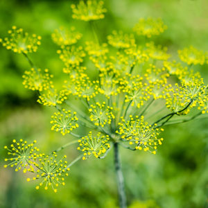 Fenchel süss ätherisches Bio-Öl