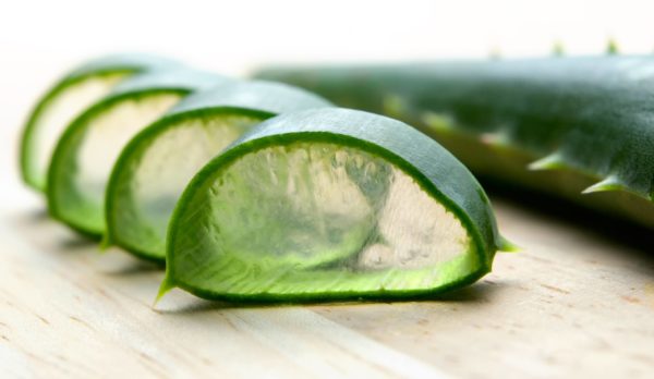 Aloe Vera öl Bio-Mazerat