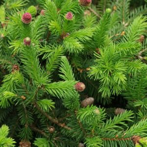 Fichtennadel ätherisches Bio-Öl