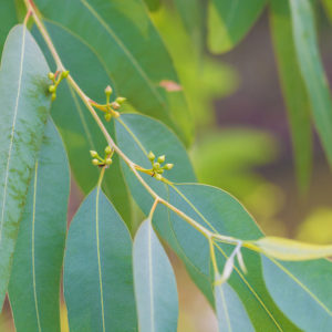 Zitronen-Eukalyptus ätherisches Bio-Öl