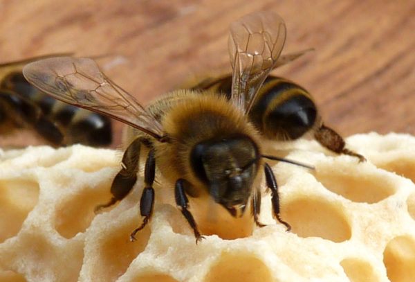 Bienenwachs gelb Bio