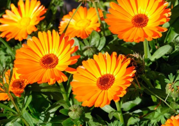 Calendulaöl Bio-Mazerat
