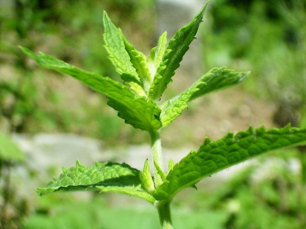 Krauseminze ätherisches Bio-Öl – Bild 2