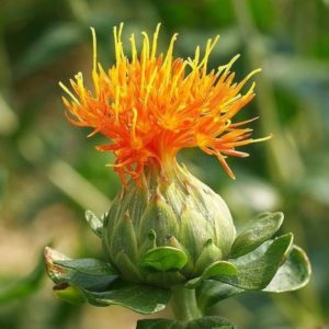 Distelöl Bio