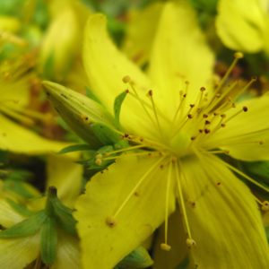 Johanniskraut Bio-Mazerat