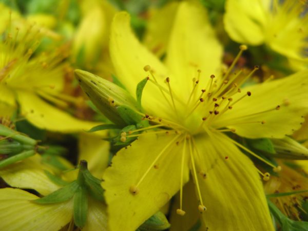 Johanniskraut Bio-Mazerat