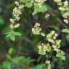 Litsea cubeba l'huile essentielle BIO