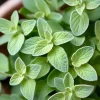 Origan l’huile essentielle BIO