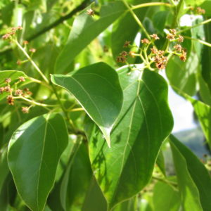 Ravintsara blätter ätherisches Bio-Öl