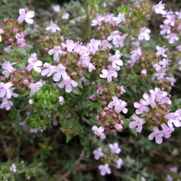 Thymian ct Linalool Bio-Öl