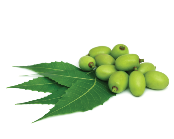 Neem huile BIO