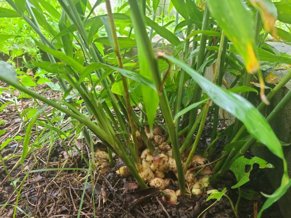 Ingwer ätherisches Bio-Öl – Bild 2