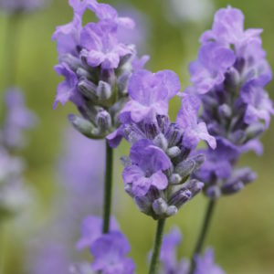 Lavendelöl Bio-Mazerat