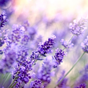 Lavendel ätherisches Bio-Öl