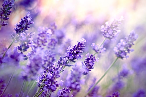 Lavendel ätherisches Bio-Öl