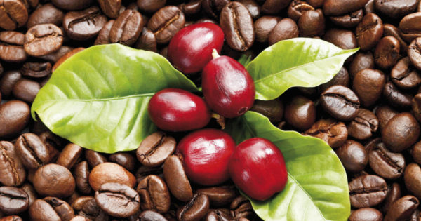 Kaffeebohnenöl Bio