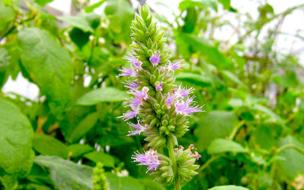 Patchouli ätherisches Bio-Öl – Bild 3