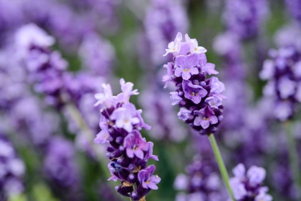 Lavendel ätherisches Bio-Öl – Bild 2