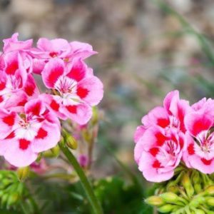 Geranium ätherisches Bio-Öl