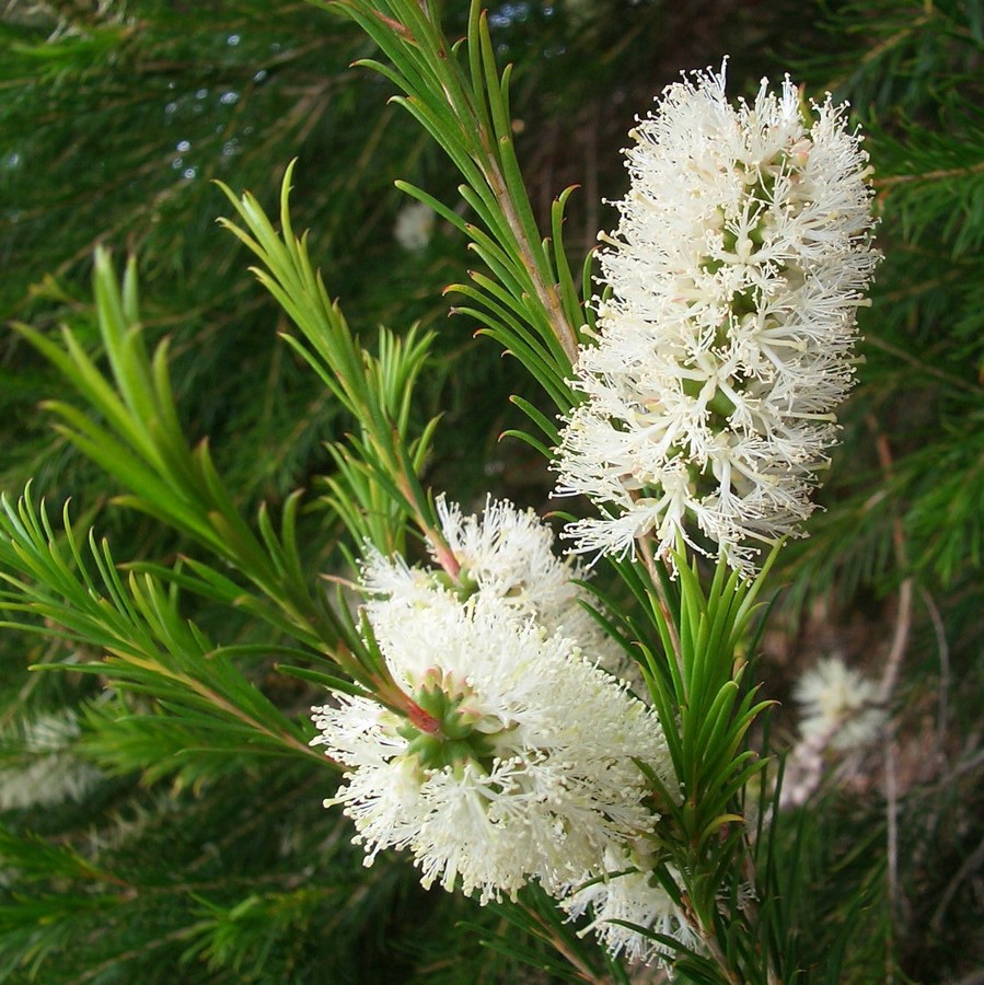 Huile essentielle biologique Arbre à thé, Tea tree (Melaleuca alternifolia)