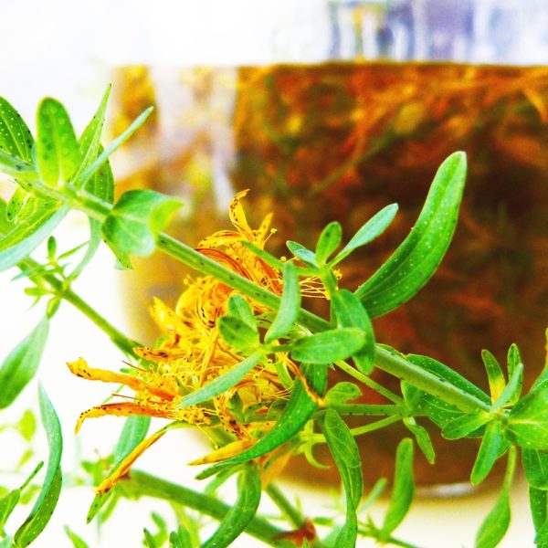 Johanniskraut Bio-Mazerat – Bild 2