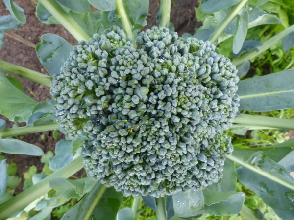Brocoli huile BIO
