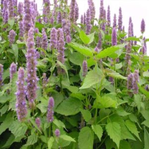 Patchouli ätherisches Bio-Öl