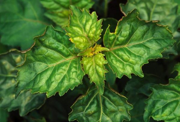 Patchouli ätherisches Bio-Öl – Bild 2
