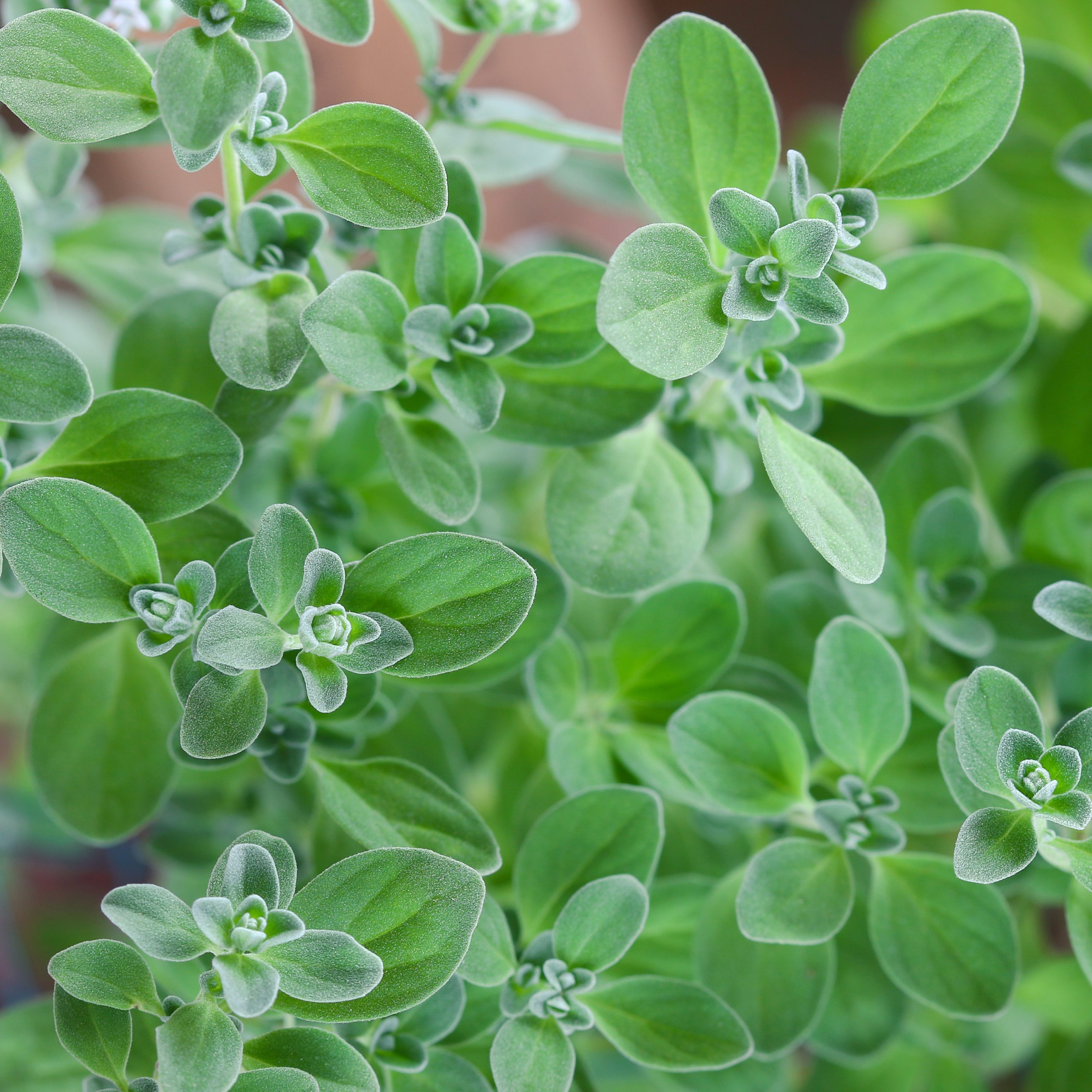 Майоран звонкие согласные. Origanum Majorana (майоран). Душистый майоран. Майоран золотой. Майоран лимонный.