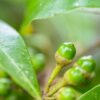 Litsea cubeba l'huile essentielle BIO – Image 3