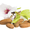 Almond oil Sweet Organic in bulk - Image 2