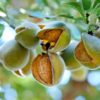 Almond oil Sweet Organic in bulk