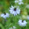 Black Cumin oil Organic in bulk