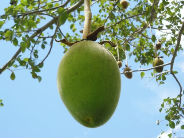 Baobaböl Bio in loser Schüttung – Bild 2