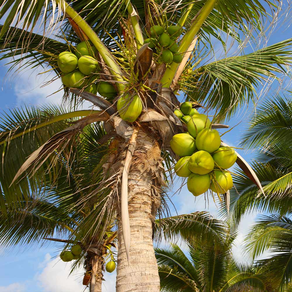 Beurre de Coco vierge BIO en vrac (avec une odeur de noix de coco fraîche)