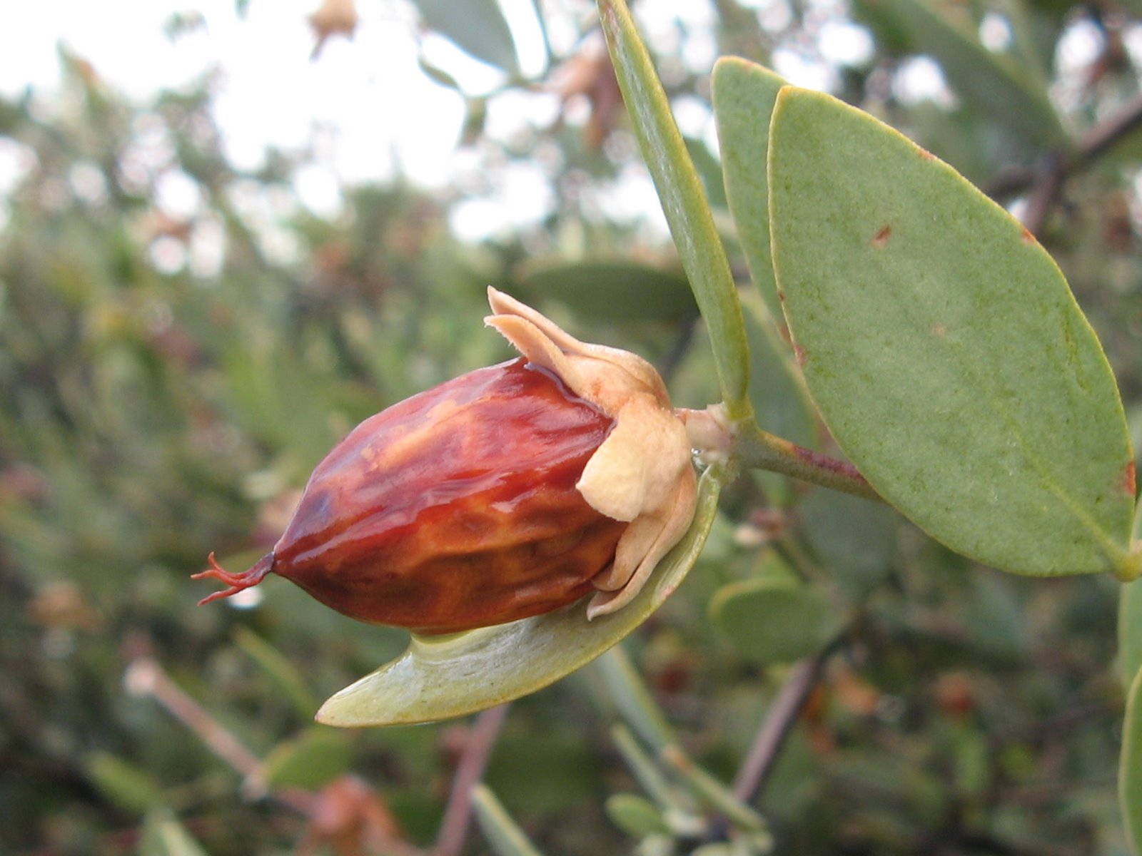 Cire d'abeille jaune BIO en vrac - Jojoba Gold - Huiles certifiées  biologiques