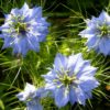 Black Cumin oil Organic in bulk - Image 2