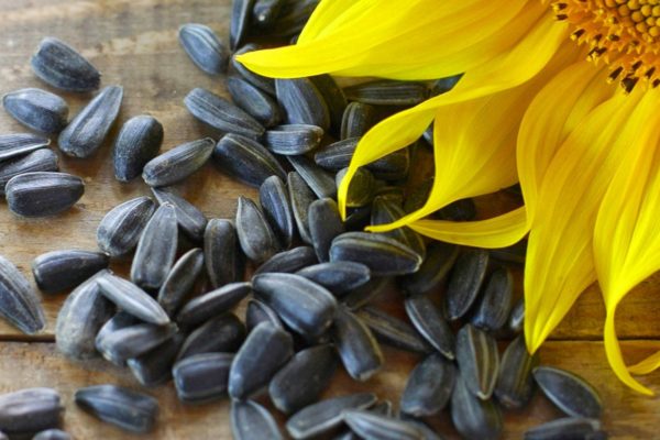 Sonnenblumenöl raffiniert Bio in loser Schüttung – Bild 2