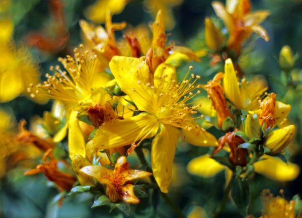 Millepertuis BIO macérât huileux en vrac