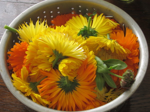 Calendulaöl Bio-Mazerat in loser Schüttung – Bild 3
