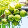 Beurre de Coco raffiné BIO en vrac