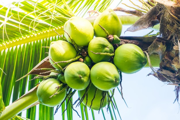 Beurre de Coco vierge BIO en vrac (avec une odeur de noix de coco fraîche)