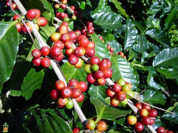 Kaffeebohnenöl Bio in loser Schüttung