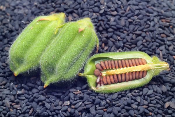 Sésame huile vierge BIO en vrac (avec une odeur de graines de sésame) – Image 3
