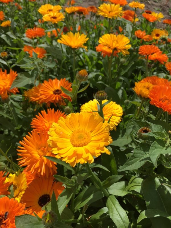 Calendulaöl Bio-Mazerat in loser Schüttung