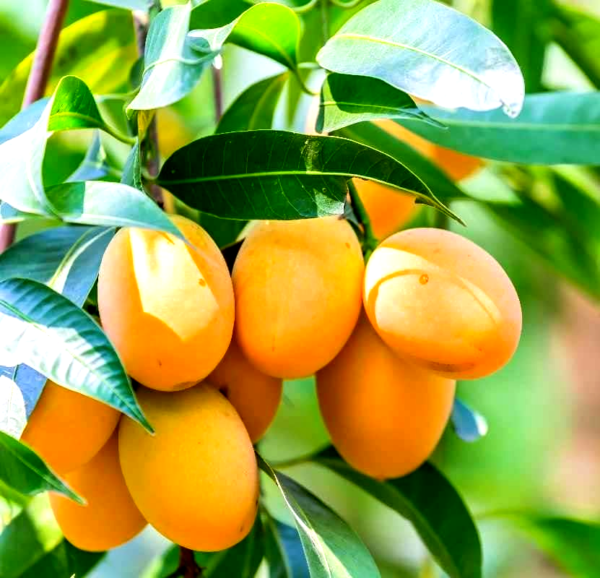 Mangokernbutter Bio in loser Schüttung