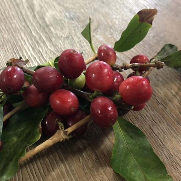Kaffeebohnenöl Bio in loser Schüttung – Bild 3