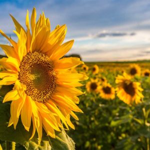 Sonnenblumenöl nativ Bio in loser Schüttung (mit einem Duft nach Sonnenblumenkernen)
