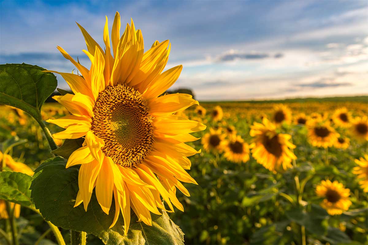 Huile vierge de tournesol