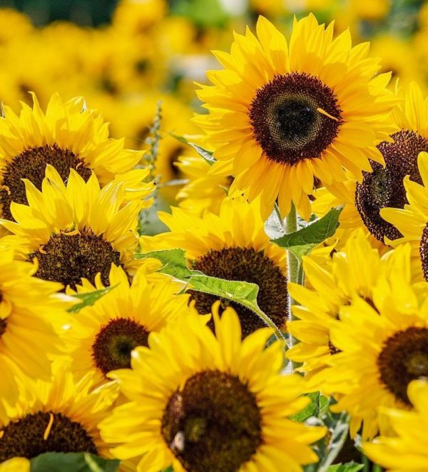 Sonnenblumenöl raffiniert Bio in loser Schüttung